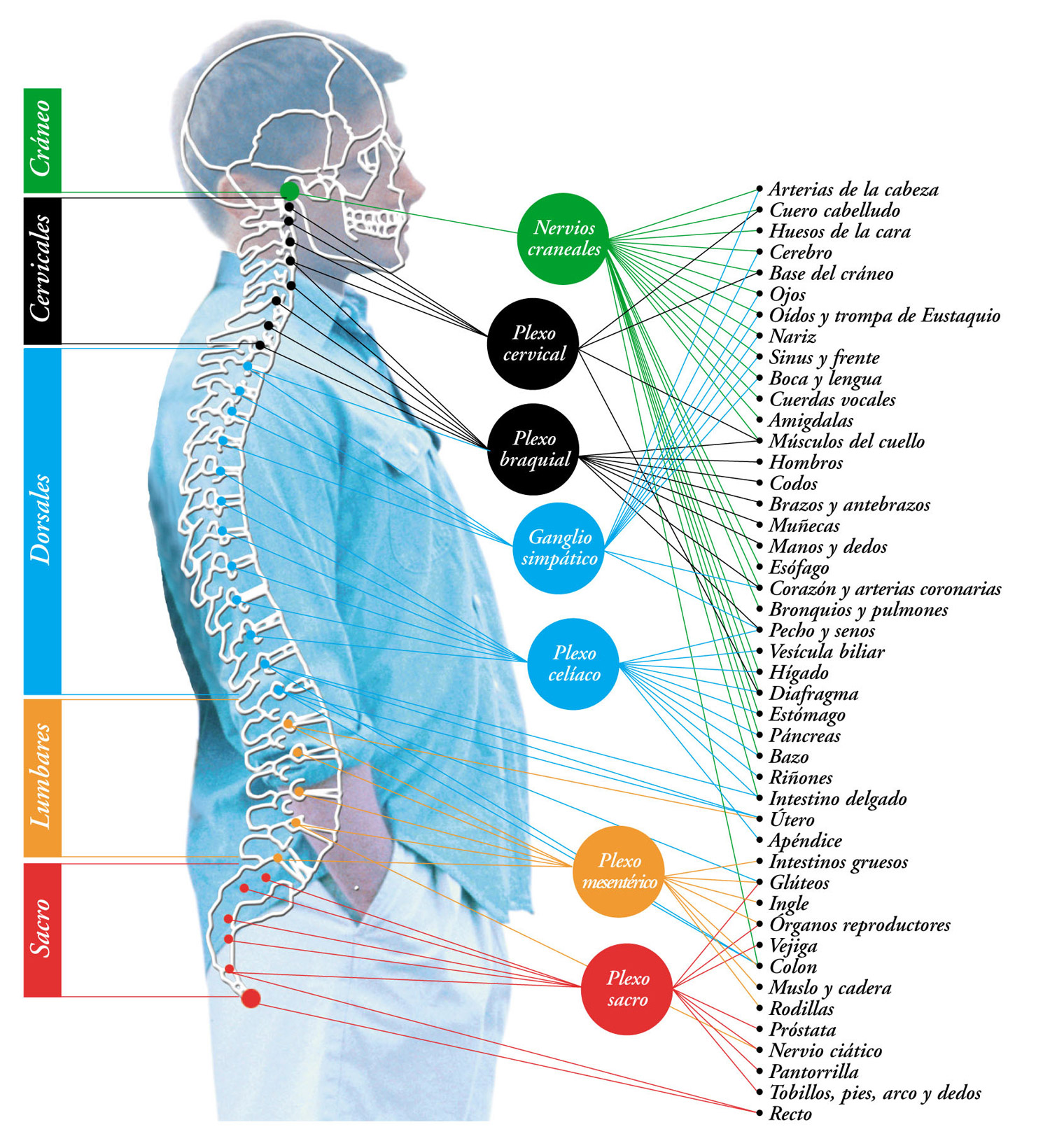 Relación entre la columna vertebral y el sistema nervioso