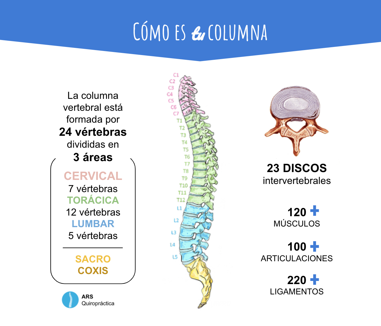 cómo es tu columna vertebral